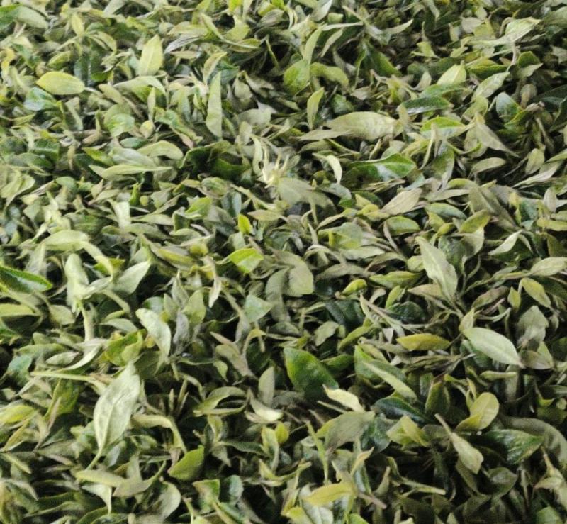 Giddapahar Tea Estate