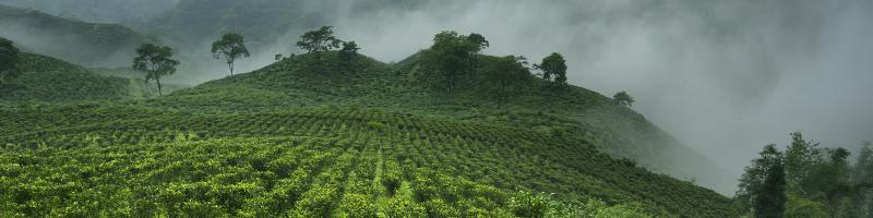 jayshree tea the leafies