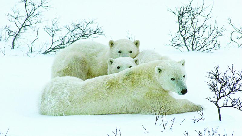 Polar bears
