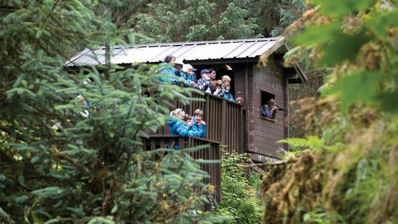 Guests at Anan Creek Bear Viewing Platform_Wrangell_Alaska