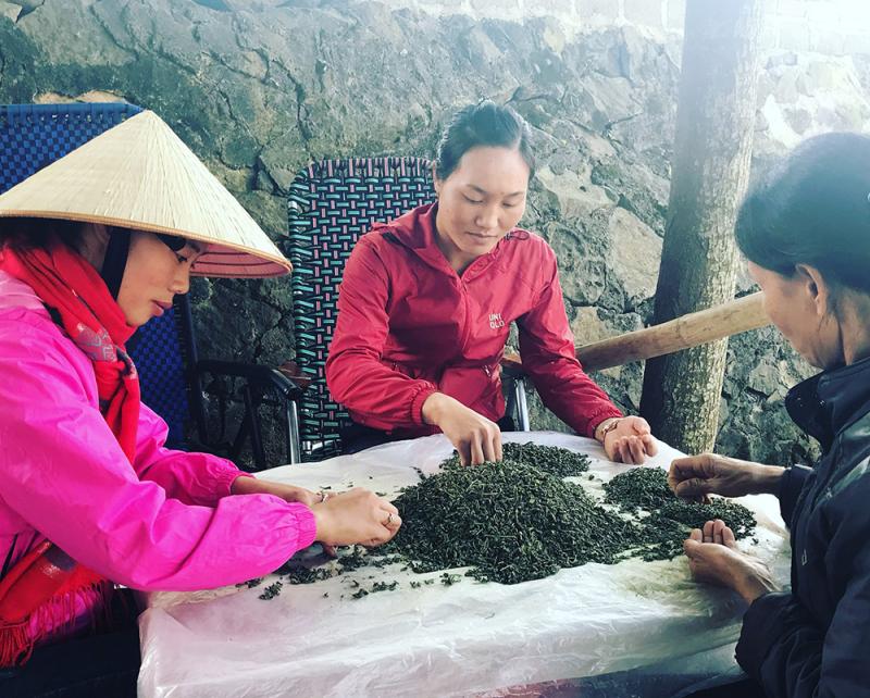 small tea growers sorting tea leaves
