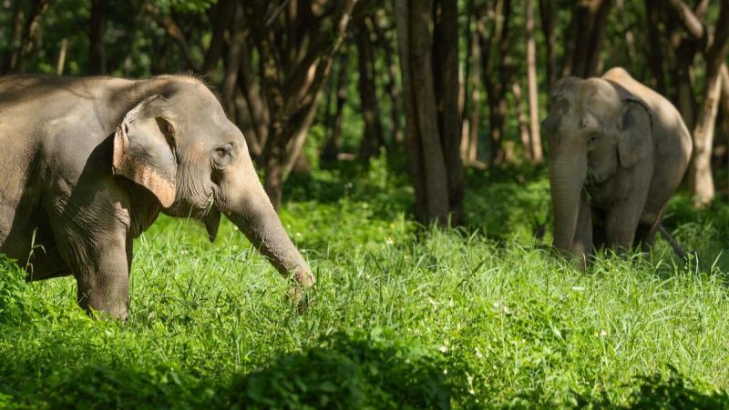 Tatvani Thailand_Elephant Sanctuary