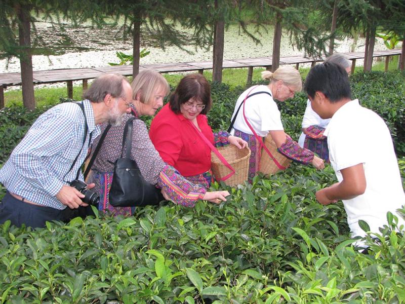 tea tourism