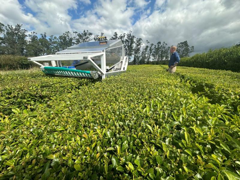 Tregnothnan Tea Estate tea robot