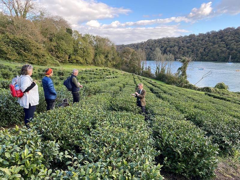 Tregnothnan Tea Estate