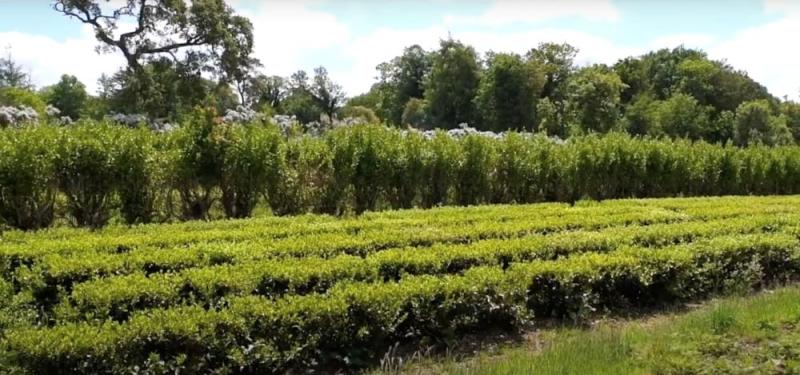Tregnothnan Tea Estate