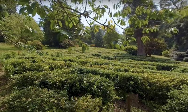Tregnothnan Tea Estate
