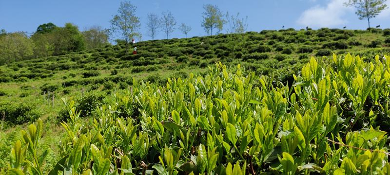 renegade tea estate georgia