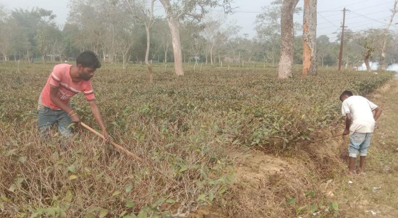 kenyan tea imports to india