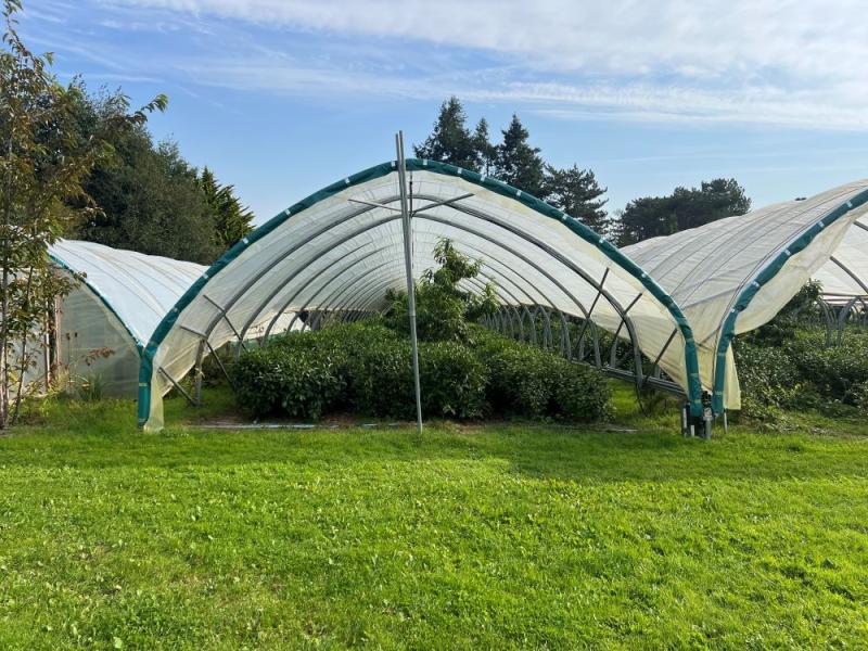 growing tea in wales