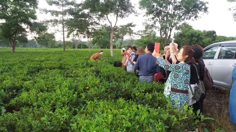 tea board of india
