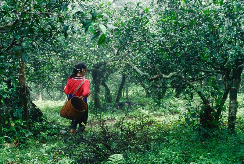 tea forest jeff fuchs