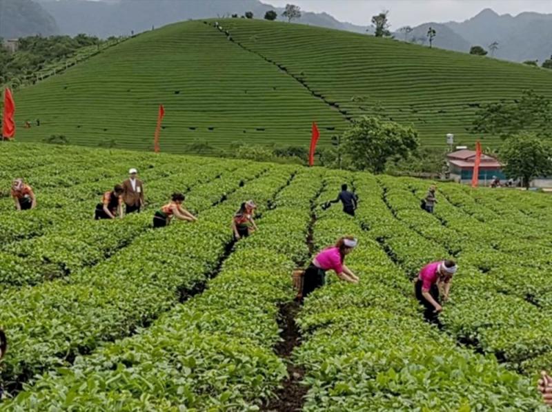 tea harvesting in Phu Tho province of Vietnam 
