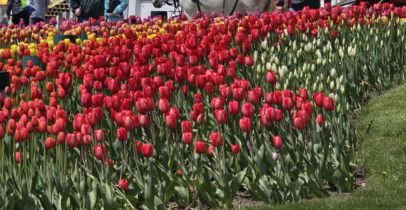 Tulips in bloom on the grounds of The Grand Hotel, Mackinac Island, MI.