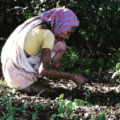 tea leaves small tea growers