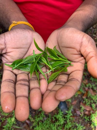 small tea growers fresh tea leaf