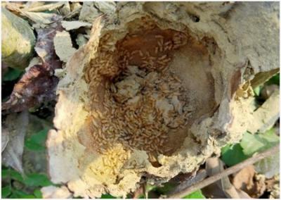tea termites