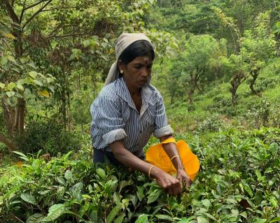 small tea growers