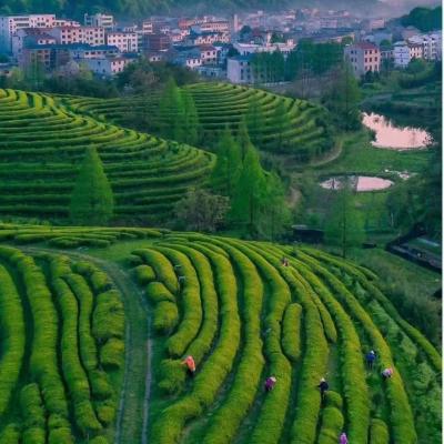 Zhejiang Tea Farm