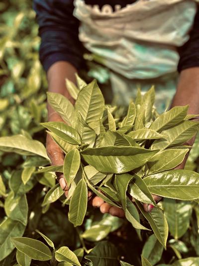 sri lankan tea