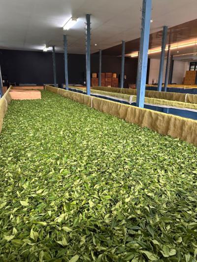 taiwan tea