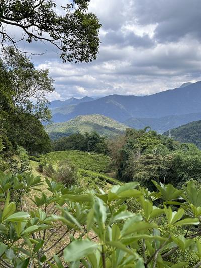 taiwan teas