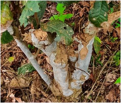tea termites