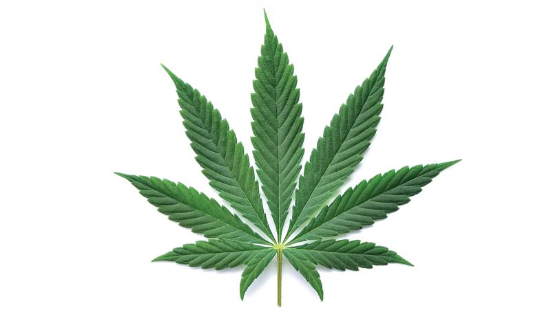 Hemp