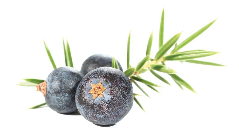Juniper Berry