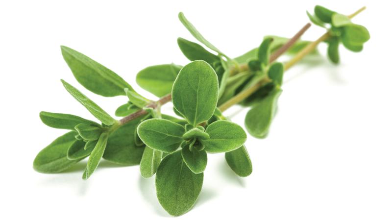 Marjoram