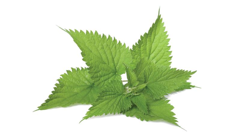 Urtica Dioica