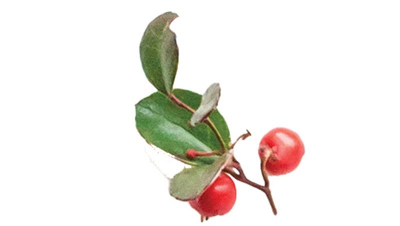 Wintergreen