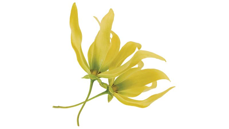 Ylang Ylang