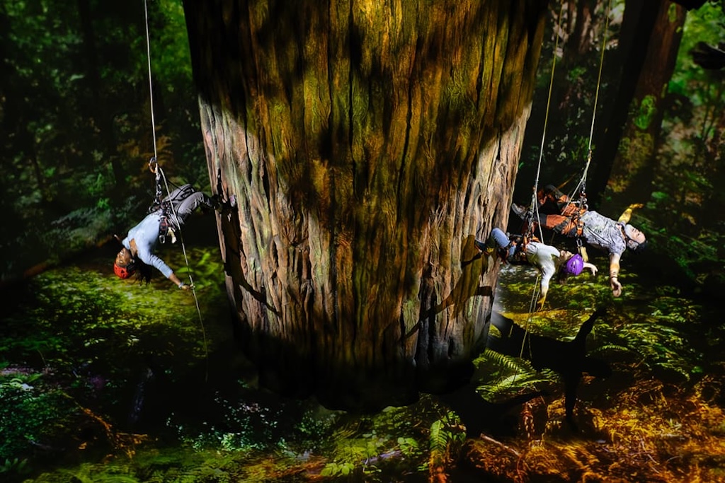 Redwood Production