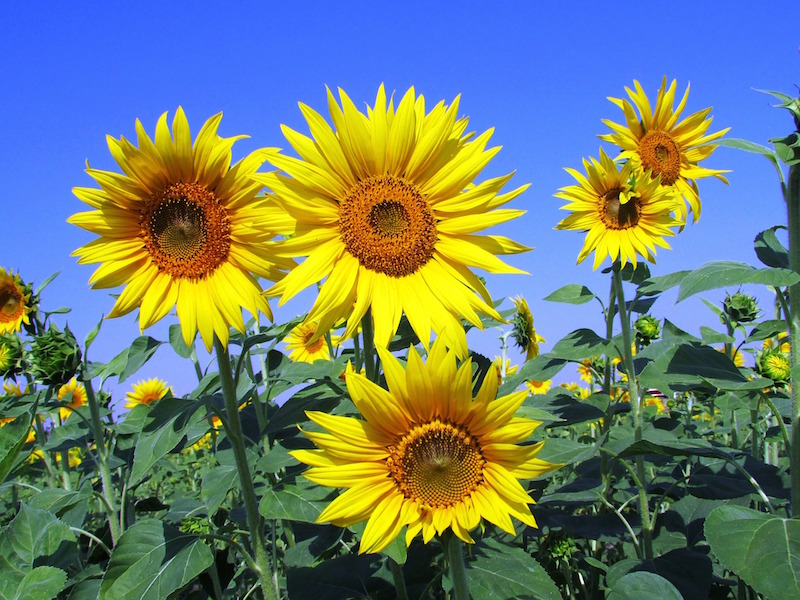 sunflowers