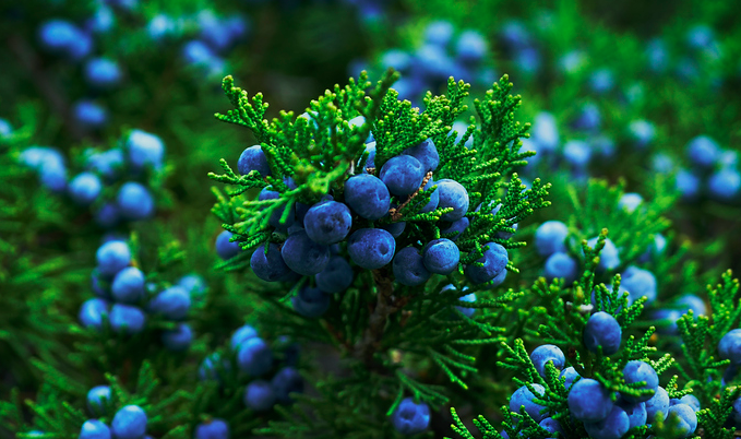 Juniper