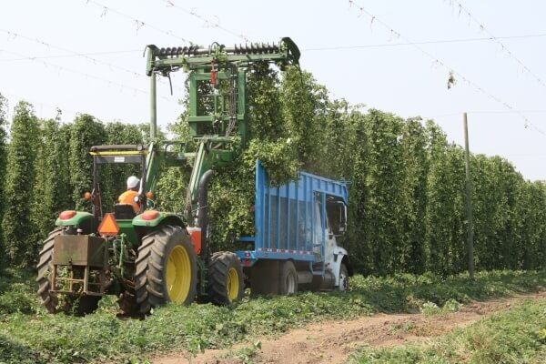 Rogue Ales  Spirits 2017 fall hop harvest