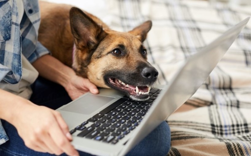 laptop and dog