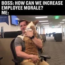 Meme. Text: "BOSS: HOW CAN WE INCREASE MORALE? ME:" Photo of a oung man seated in an office with a big dog on his lap.