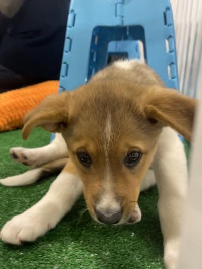 Puppy google cloud next
