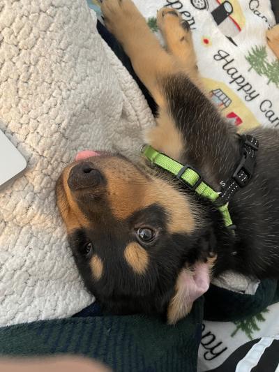 Banjo the puppy