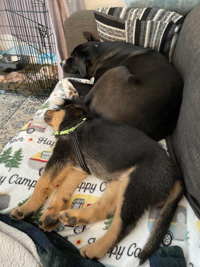 Banjo and Lincoln