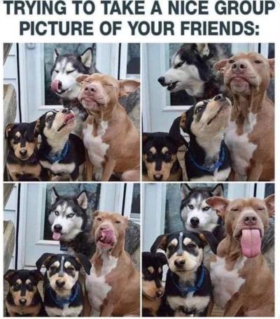A meme. Caption: 'Trying to take a nice group picture of your friends." Four photos in a grid of the same four dogs acting goofy, one with its big tongue hanging out.