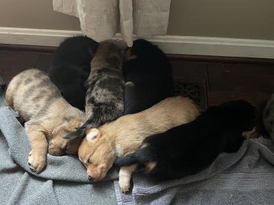 puppy pile
