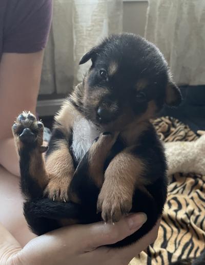 Puppy