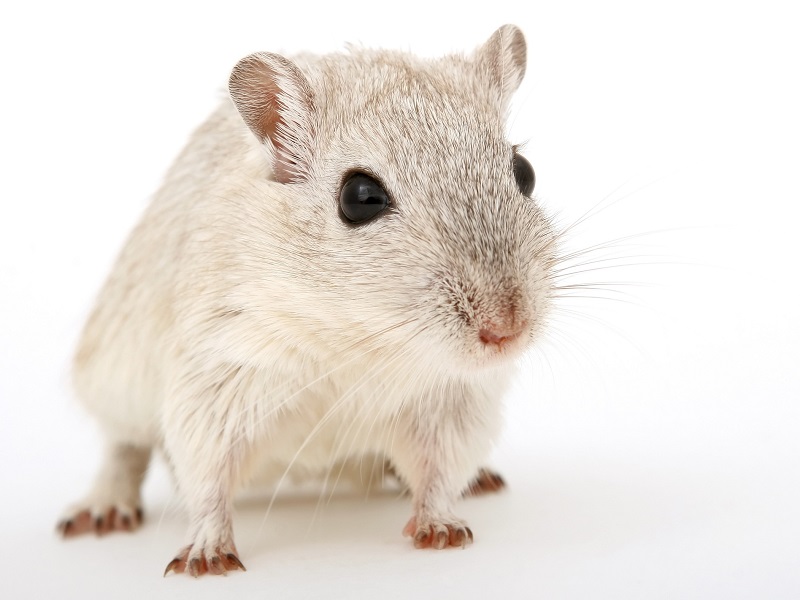 mouse