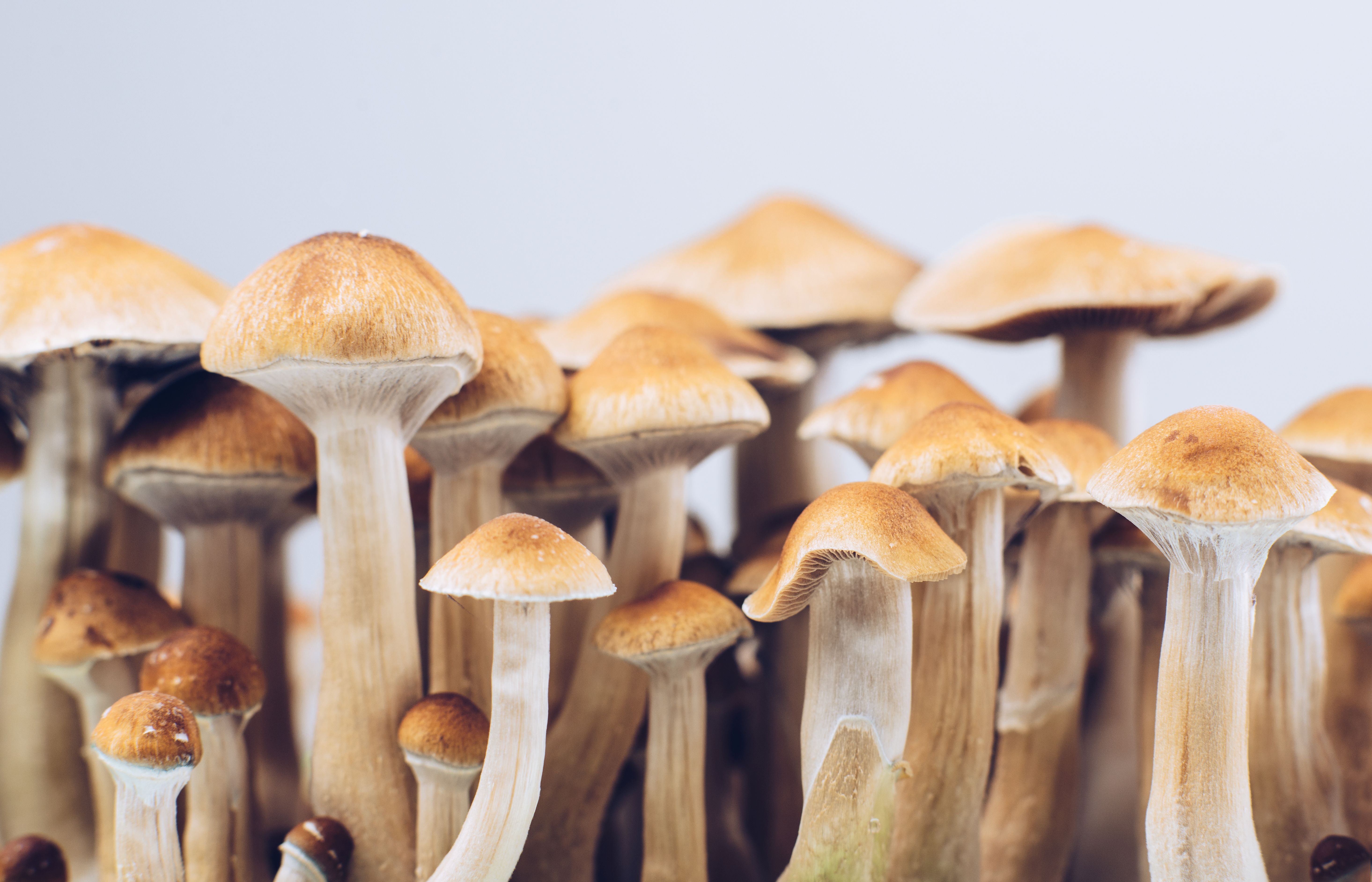 Close up of hallucinogenic mushrooms