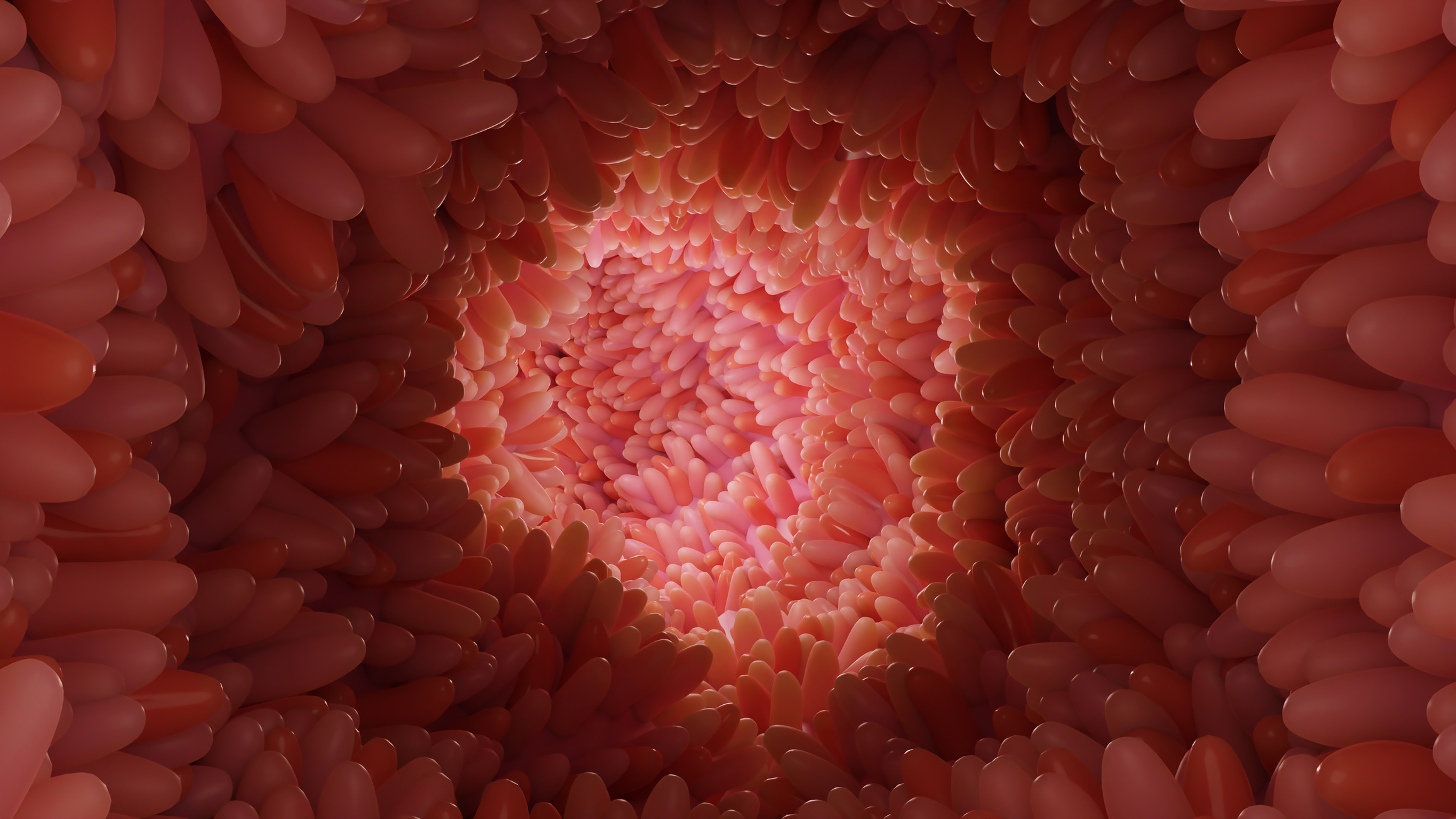 Inside the small intestine