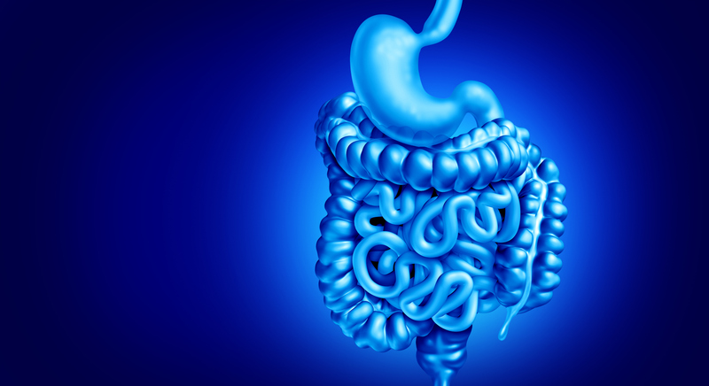 Digestion digestive system stomach ibd crohns disease ulcerative colitis