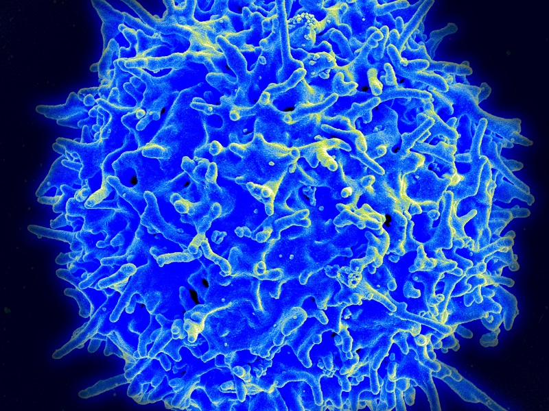 Human T cell